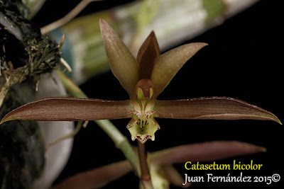 Catasetum bicolor care and culture