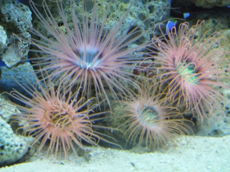 Sea anemone at Manila Ocean Park oceanarium