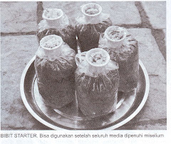 BIBIT JAMUR MERANG