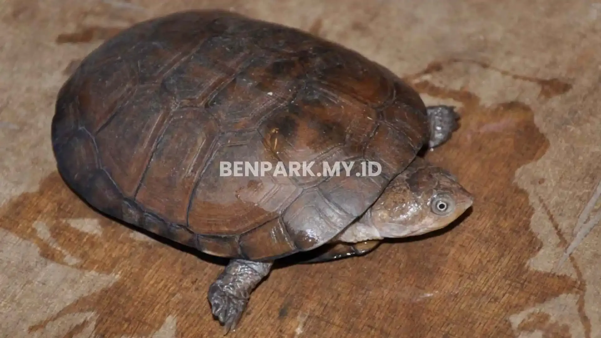 African Helmeted Turtle