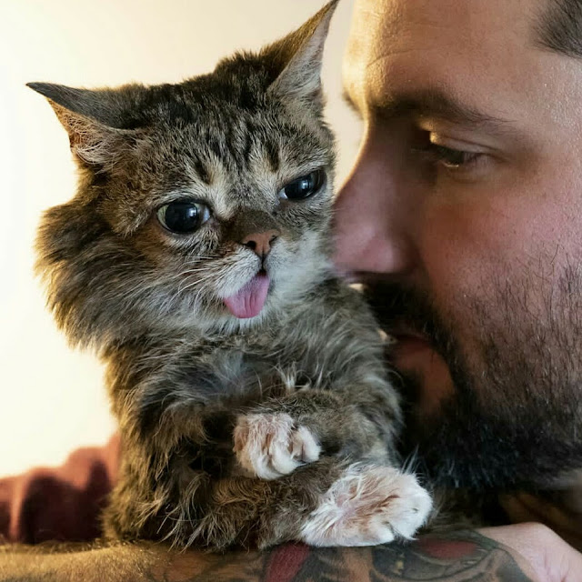 Lil bub dead