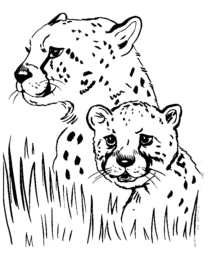 Realistic Animal Coloring Pages  Free Printable Animals Coloring 