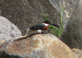 Green Kingfisher