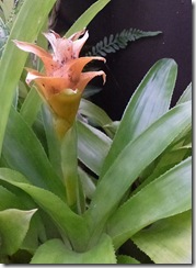 hot house flower