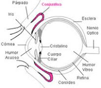 conjuntiva