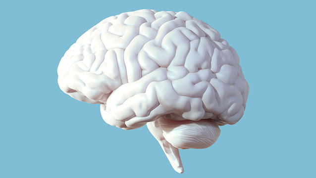11 حقائق مدهشة عن الدماغ