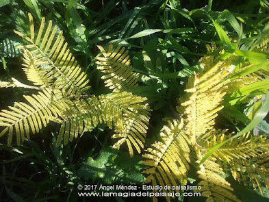 Acacia dealbata, mimosa, árboles con flores, plantas invasivas