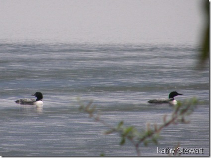 Pair of Loons