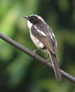 Gray Bushchat