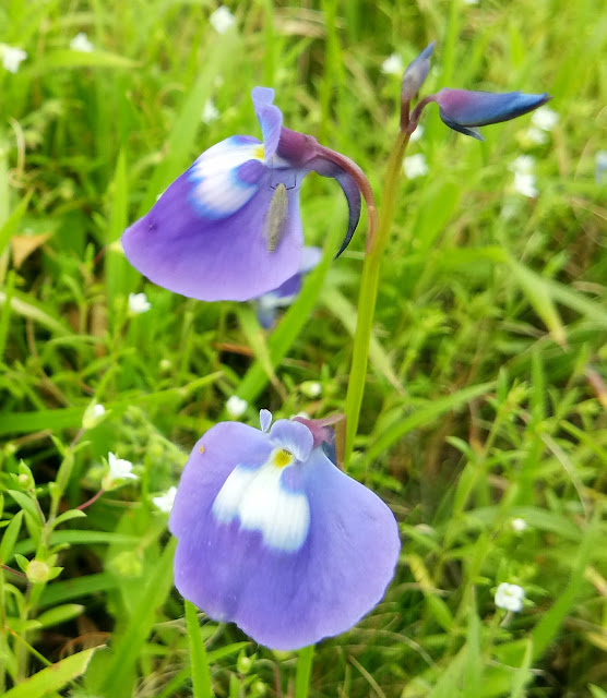 Travel, Kaas Plateau, Valley of Flowers Maharashtra, Flowers of the World, Wild Flowers, Beautiful Kaas