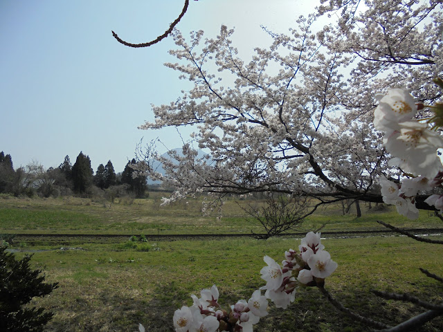 藍野公民館隣の公園のソメイヨシノ桜と春の大山