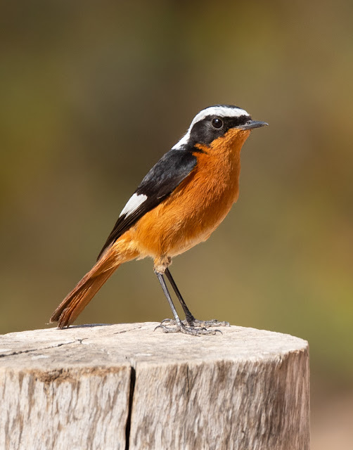 Moussier's Redstart - Souss Massa National Park, Morocco