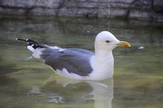 Black‐tailed gull