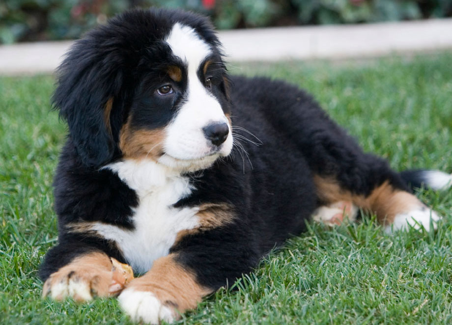 Bernese Mountain Dog Puppies