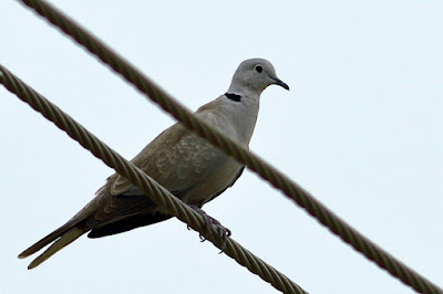 "Eurasian Collared Doves Streptopelia Decaocto, Large pale dove with a black crescent on its neck. Slightly smaller and paler than the Rock Pigeon, with a correspondingly longer, square-tipped tail resting on an electric cable."
