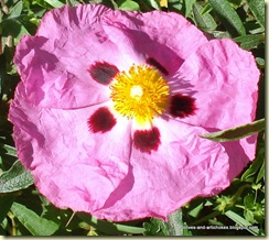 DSC03286