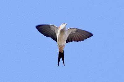 Red-rumped Swallow