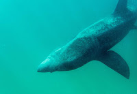 Freediving Scotland Coll Basking Sharks - PJ Freediving