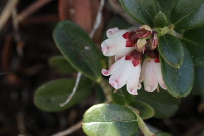 [Ericaceae] Vaccinium vitis-idaea - Foxberry, Ligonberry (Mirtillo rosso).