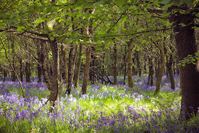 Bluebell woodland - by A Handmade Cottage