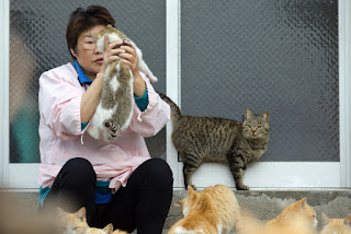 atsuko ogata merawat ratusan kucing terlantar di cat island jepang
