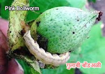 Pink Bollworm