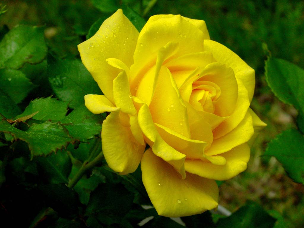 Download Yellow Wallpaper: Yellow Rose HD Wallpaper Download Free