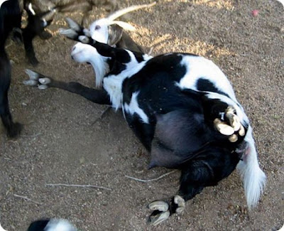 Fainting Goat Seen On www.coolpicturegallery.us