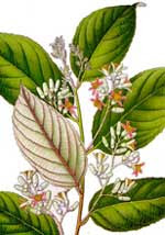 shilajit plant