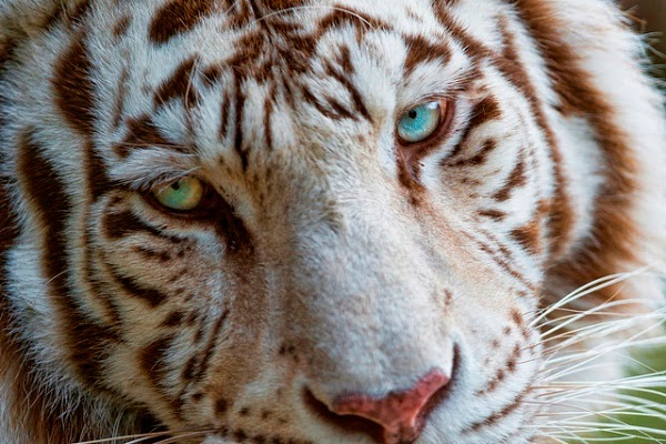30 Hasil Foto Macan Yang Imut dan Gambar  Harimau Putih 