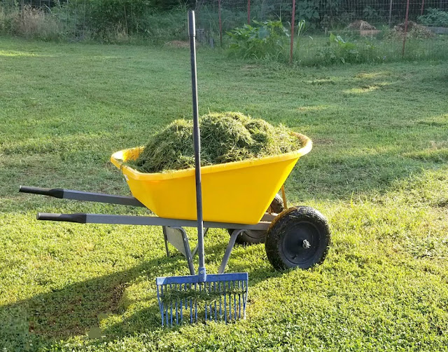 A yellow wheelbarrow full of grass clippings