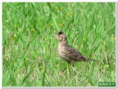 20120304_113410_038_AntlerBrook