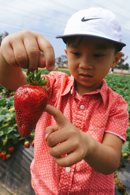 carlsbad strawberry company, strawberry, san diego, san diego kids, san diego family