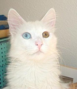 Turkish Angora