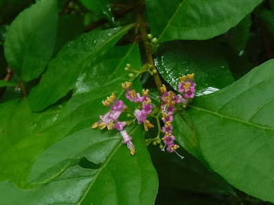 ムラサキシキブの花