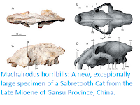 http://sciencythoughts.blogspot.co.uk/2016/12/machairodus-horribilis-new-excepionally.html