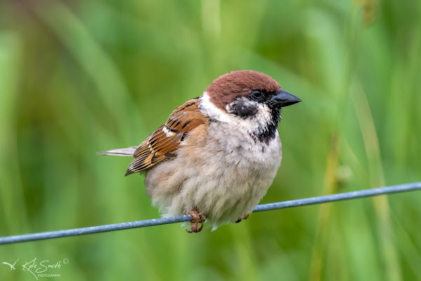 Tree sparrow