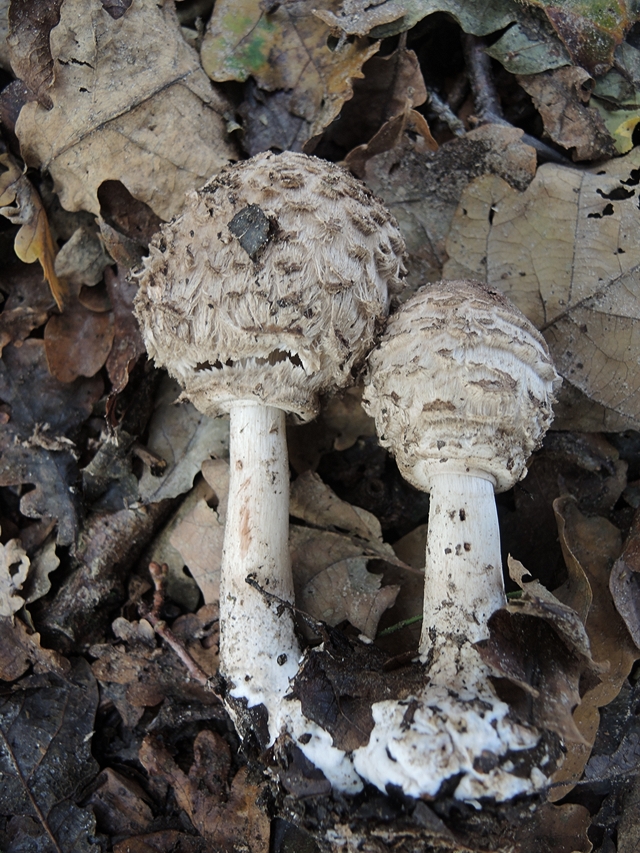 Deurne: mijmerigen en herfstimpressies in het park