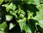 capsid bug damaged leaf