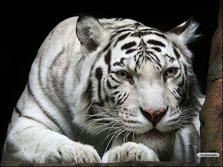 White Tiger Wallpapers - Beautiful Tiger Desktop Wallpapers