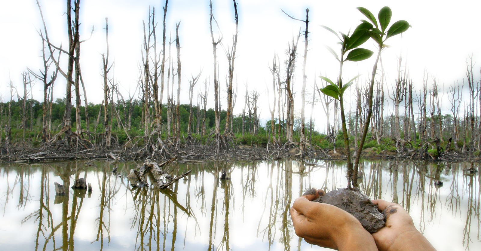Makalah Hutan Bakau (Mangrove) Pelestarian ~ Academindo