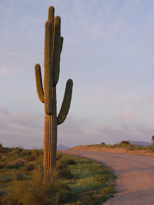 Saguaro cactus, dusk, near Phoenix AZ, photo by Robin ATkins