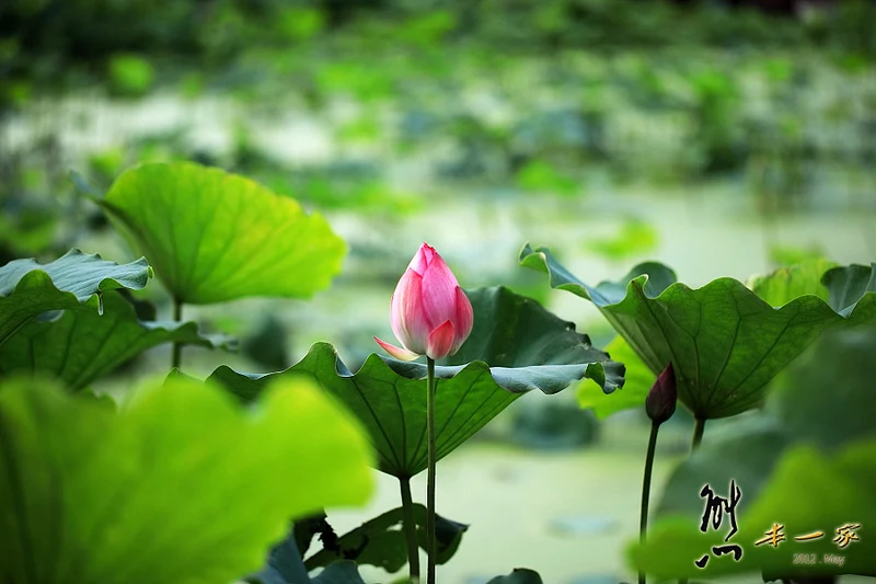 姑娘廟三樹路荷花池｜三峽北大蓮花季｜三峽北大私房賞花景點