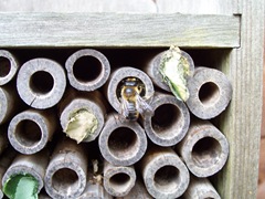 Leaf-cutter bee greeting a fellow worker