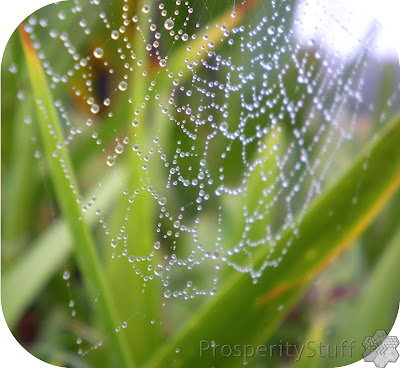 Raindrops on Spiderwebs