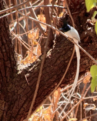 "Indian Paradise-Flycatcher, a summer visitor,clicked this white male,flitting from branch to branch."