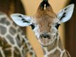 Giraffe - Berlin Zoo