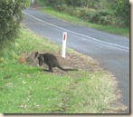 wallaby