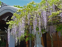 春日神社の社務所前の六尺藤。