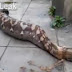 INCREDIBLE!! Python Caught On Camera Vomiting A Dog After Swallowing IT (PHOTO)